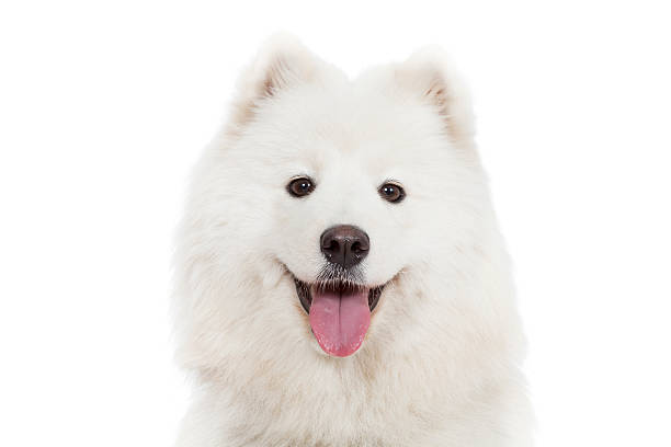istock Portrait of Samoyed dog, isolated on white 508789779
