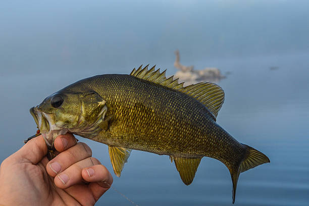 istock Bass by the island 508790500