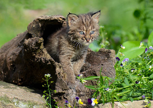 istock Baby Bobcat playing in a hollow log. 508791128
