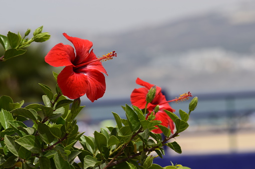 A beautiful red hibiscus