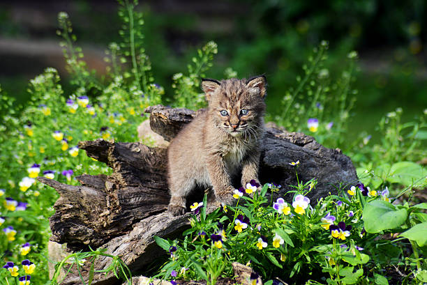 istock Young Bobcat kitten playing around a hollow log. 508791842