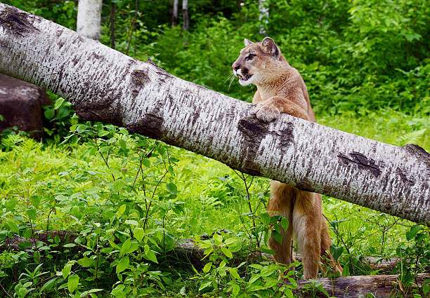 istock Mountain Lion climbing on a fallen log. 508792554