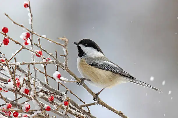 A black capped chickadee (Poecile atricapillus) perching on winter berries.