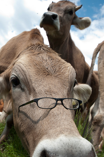 cow with glasses