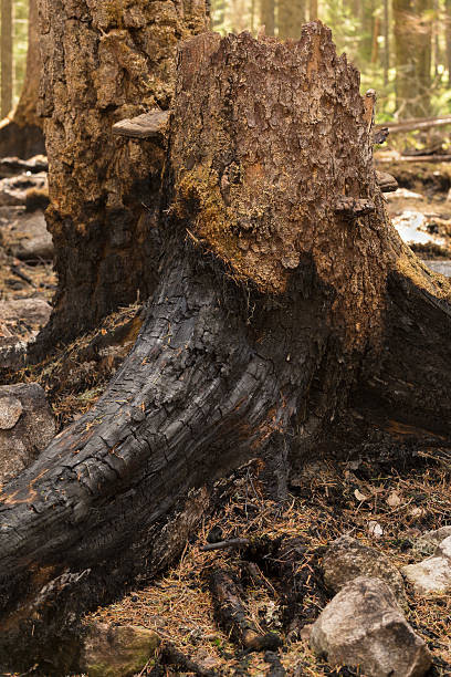 istock Burnt fir stub after a forest fire 508794718