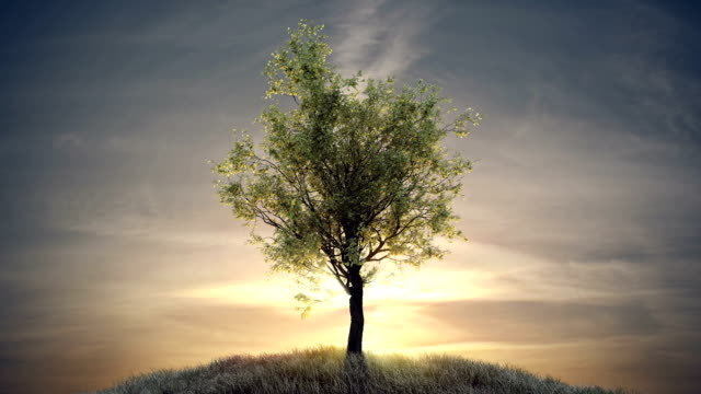 Growing tree against sun at dawn