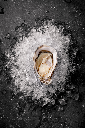 Oysters on the ice