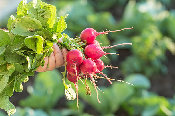 istock Radishes in a dish 508810772