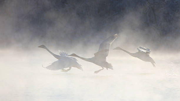 白鳥 - swan bird water fog ストックフォトと画像