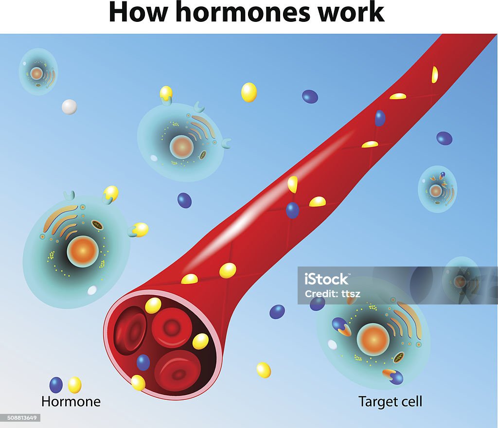 Hormones work. Vector When a hormone outside of a capillary, it can act on a target cell. A steroid hormone is capable of crossing through the cell membrane of the target cell. A protein hormone attaches to the cells membrane and activates a receptor that releases, in turn, a messenger within the cell. Estrogen stock vector