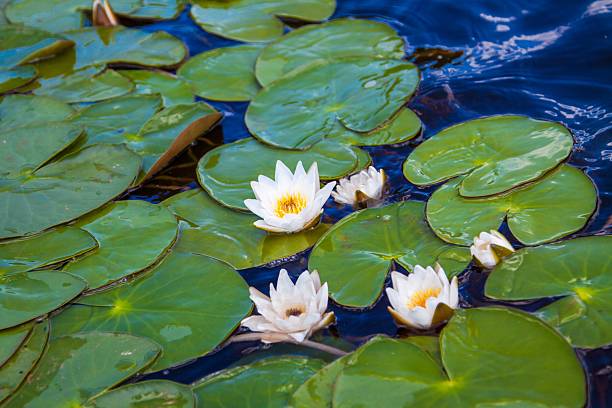 istock blooming white water lilies with green leaves 508814501