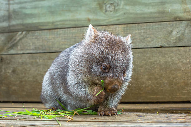 piccolo vombato mangia - wombat foto e immagini stock