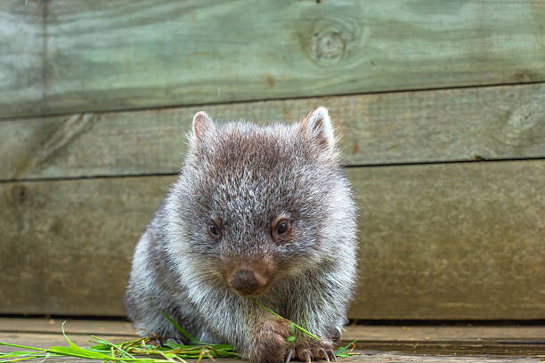 istock Little Wombat Tasmania 508815266