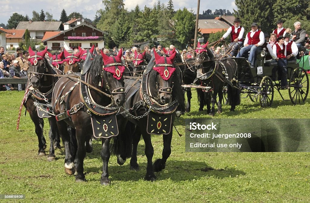 Team 10 horses Fischbachau, Germany - August 24, 2014: 10 horse team pulling a carriage. In Fischbachau, Bavaria, the International Ten carriage driving will be held with 16 teams of horses. About 8000 spectators admired the beautiful animals. To draw 10 horses is an art and requires a lot of skill from the driver. Activity Stock Photo