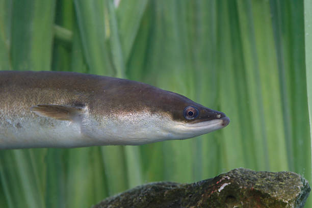 istock European Eel, Anguilla Anguillaa 508815981