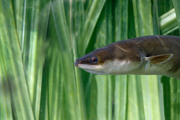 European Eel, Anguilla Anguillaa European Eel, Anguilla Anguilla, single head shot of fish in reeds. Warwickshire, August 2014 saltwater eel stock pictures, royalty-free photos & images