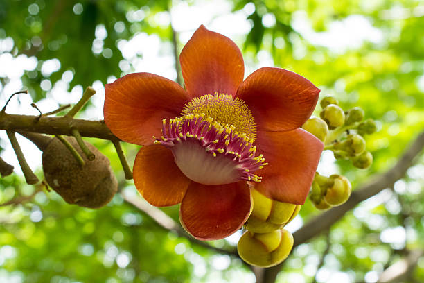 istock close up Orange flower 508816031