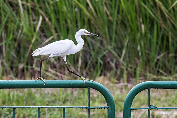 istock Egret on man made fence 508816580