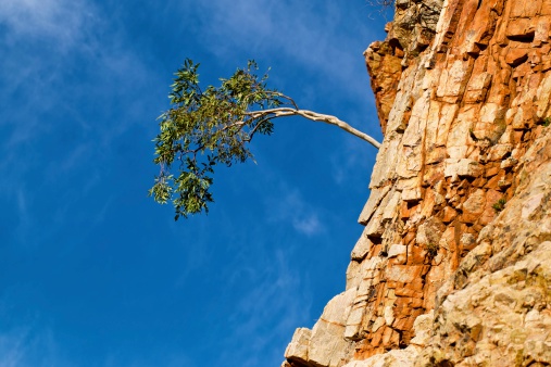 Tree growing horizontally out of a cliff face in the West Macdonnell Ranges in the Northern Territory