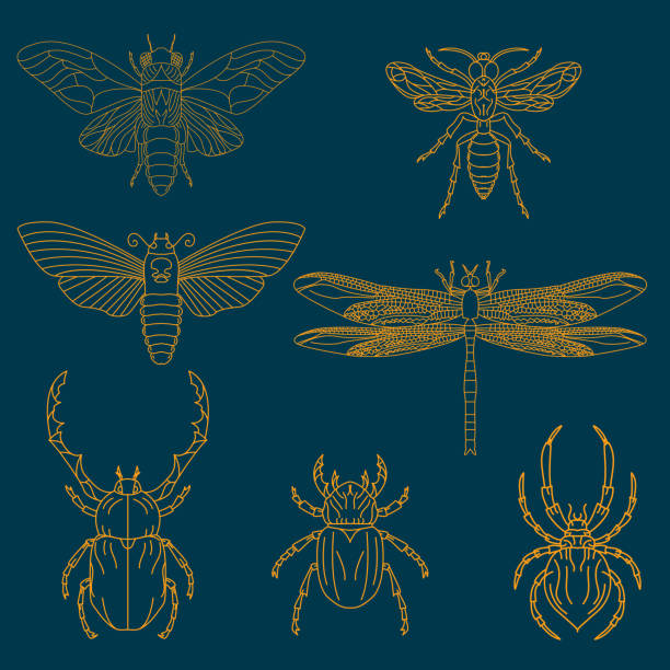 Set of the insects Set of the insects. Design elements for logo, label, emblem,  insignia, sign, identity, logotype, poster. dragonfly drawing stock illustrations