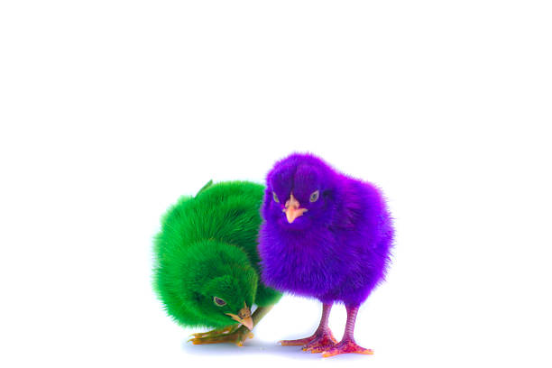 istock colorful of Cute Chicks 508817459