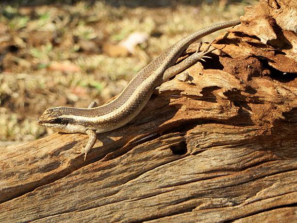 istock Lizard on a log on South African safari 508817756