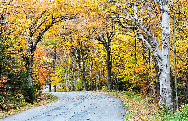 Autumn Country Road