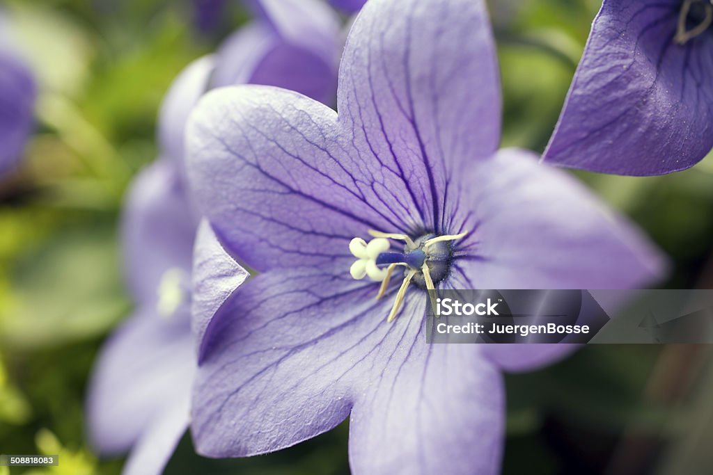 Im flower Nierenkelch - Lizenzfrei Blume Stock-Foto