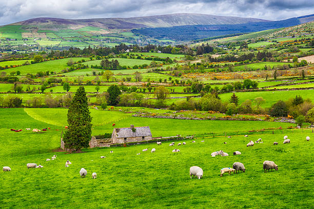 irland - ireland landscape stock-fotos und bilder