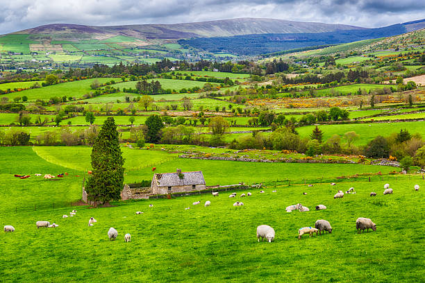 l'irlanda - ireland landscape foto e immagini stock