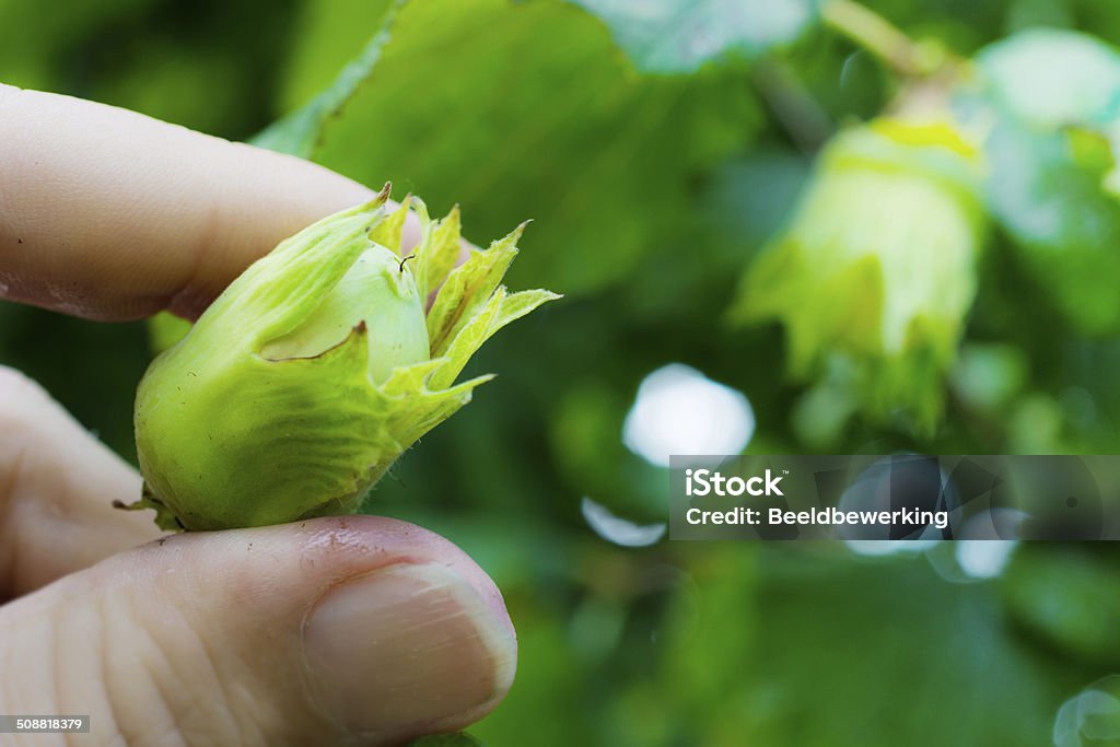 Raw hazelnut Raw from the tree Cracked Stock Photo