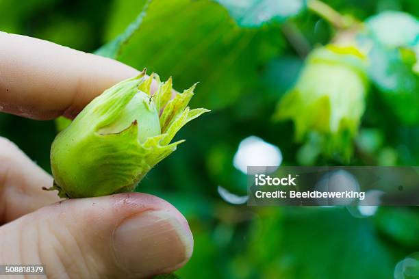 Raw Hazelnut Stock Photo - Download Image Now - Cracked, Defocused, Dried Fruit