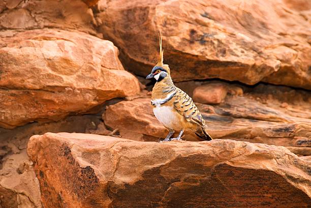 sandbinder pigeon auf rocky sims - watarrka national park stock-fotos und bilder