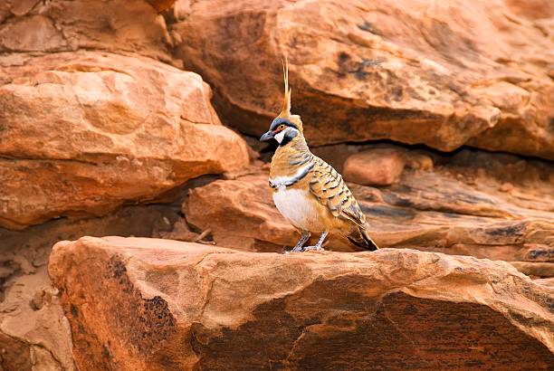 Spinifex Pigeon on Rocky Ledge stock photo