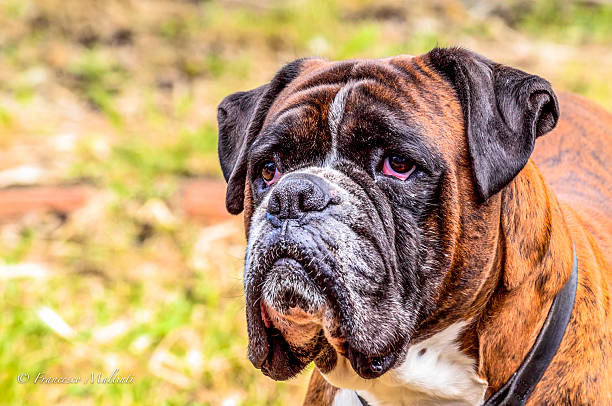 istock Close-up of a boxer 508818869