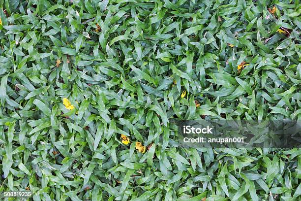 Green Grass Stock Photo - Download Image Now - Backgrounds, Beauty In Nature, Branch - Plant Part