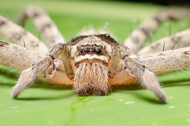 istock The big spider with long legs on banana leaf. Macro. 508819447