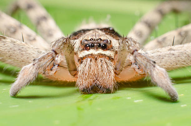 istock The big spider with long legs on banana leaf. Macro. 508819449