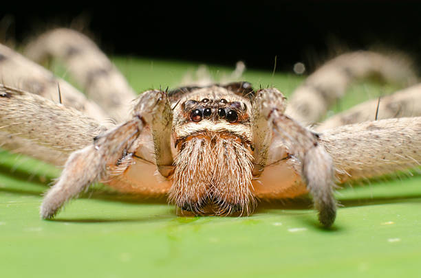 istock The big spider with long legs on banana leaf. Macro. 508819455
