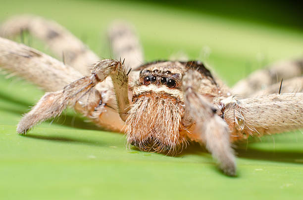 istock The big spider with long legs on banana leaf. Macro. 508819457