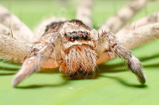 istock The big spider with long legs on banana leaf. Macro. 508819459