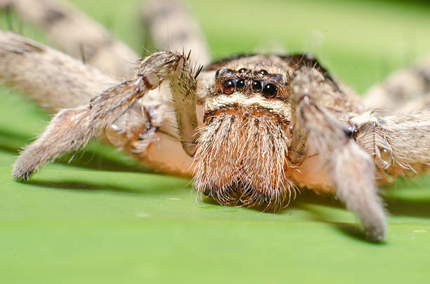 istock The big spider with long legs on banana leaf. Macro. 508819461