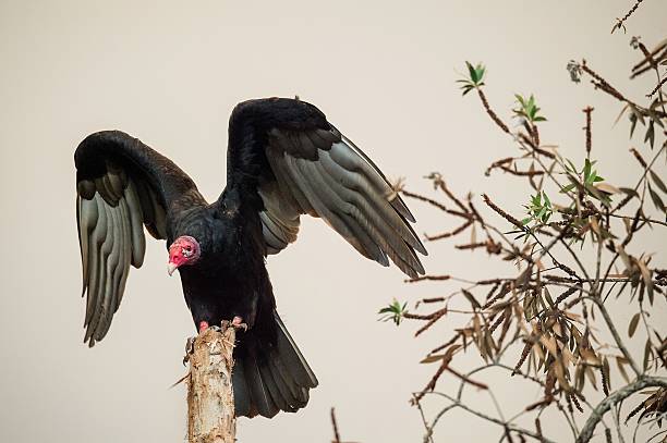 istock Turkey Vulture wings open perched in motion 508819530