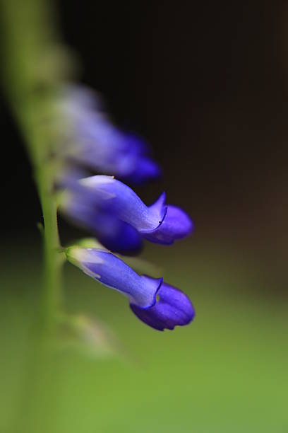 flores silvestres - cross procesed fotografías e imágenes de stock