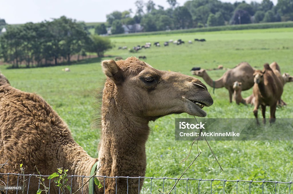 Kamele in der Pasture - Lizenzfrei Agrarbetrieb Stock-Foto
