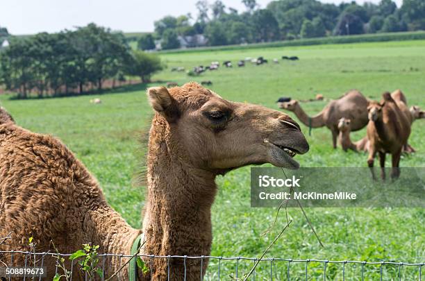 Верблюдов В Пастбище — стоковые фотографии и другие картинки Амиши - Амиши, Верблюд, Горб