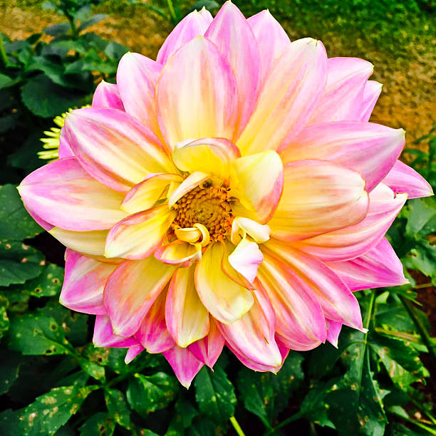 istock pink beautiful flower 508819900