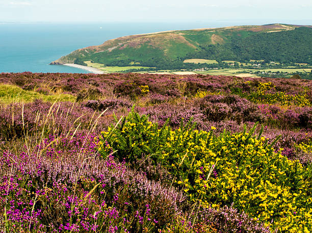 Summer Heather & Gorse Exmoor Somerset
