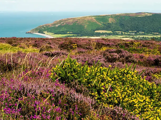 Heather & Gorse covers Porlock Hill on the edge of Exmoor in Somerset England, overlooking the Bristol Channel