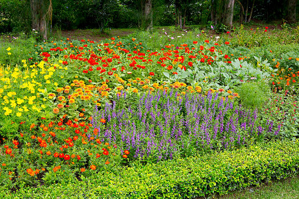 istock colorful flower in the garden 508820171